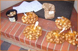 WIB bulbs ready to plant out at The Oriental Rug Gallery Ltd  Spring 2011.jpg WIB bulbs ready to plant out at The Oriental Rug Gallery Ltd  Spring 2011.jpg